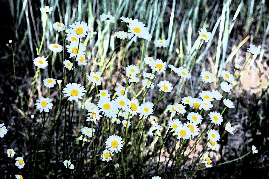 A New Cluster Of Daisies Digital Art