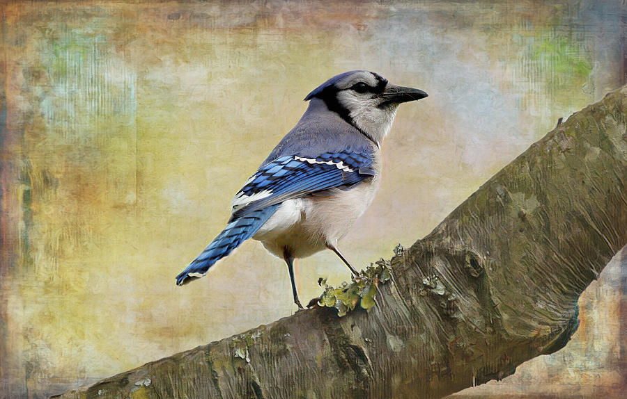 A New Day for the Blue Jay Photograph by Dan Carmichael