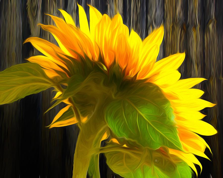 Sunflower Photograph - A New Day by Iina Van Lawick