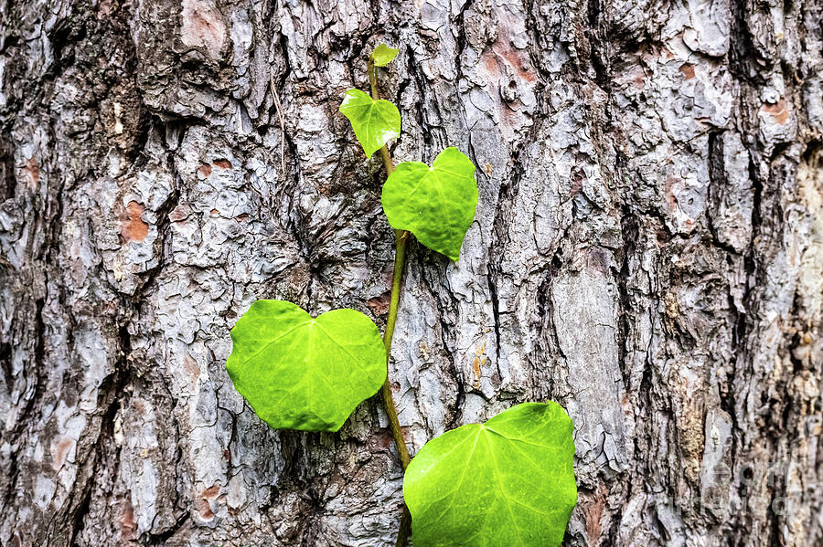 A new plant grows on the bark of a tree, a natural background of hope. Photograph by Joaquin Corbalan