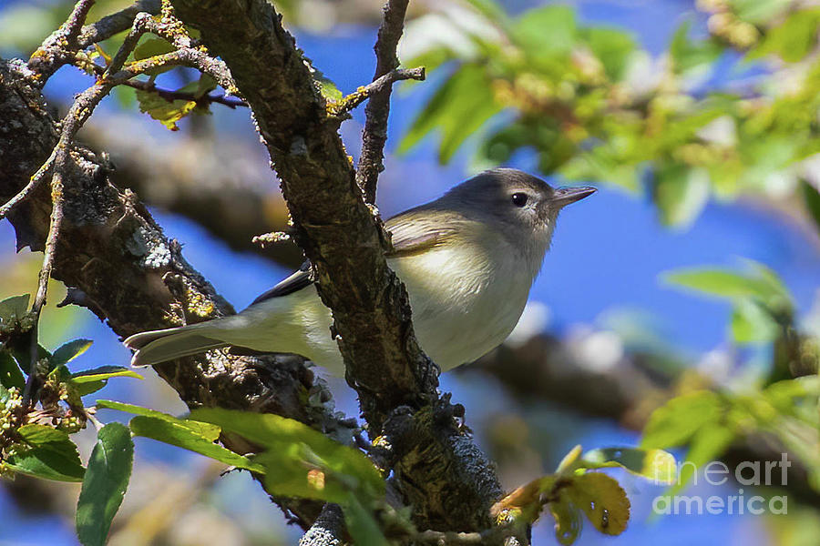A New Vireo Photograph by Gary Holmes