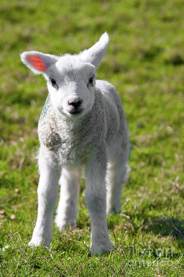 A Newborn Lamb, Carleton-In-Craven Photograph by Tom Holmes Photography
