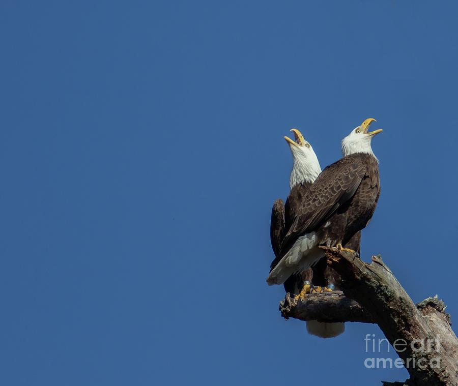 A Noisy Pair of Eagles Photograph by Eleanor Abramson