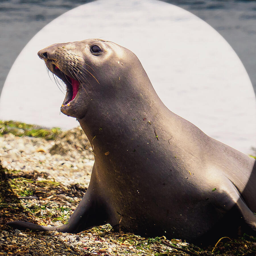 A Northern Elephant Seal Photograph by Lynn Wohlers A Northern Elephant Seal Photograph by Lynn Wohlers