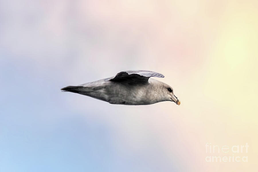 Nature Photograph - A northern fulmar, Fulmarus glacialis, in flight against a coloulful sky at dusk. Svalbard, Arctic Ocean. These bird are from the petrol family and secrete oil to waterproof their feathers. by Jane Rix
