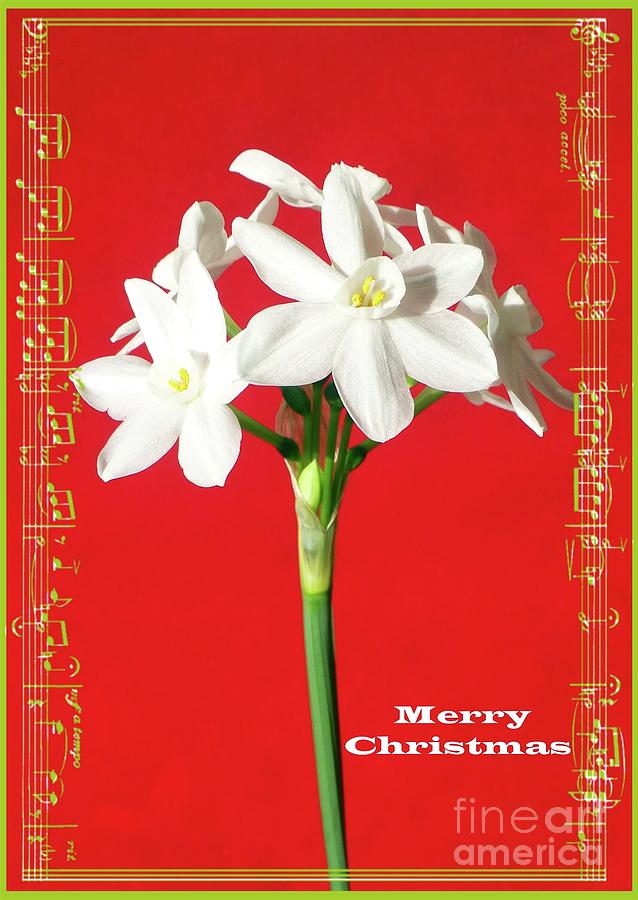 A Note of Cheer Paperwhite Christmas Card Photograph by Barbie Corbett-Newmin