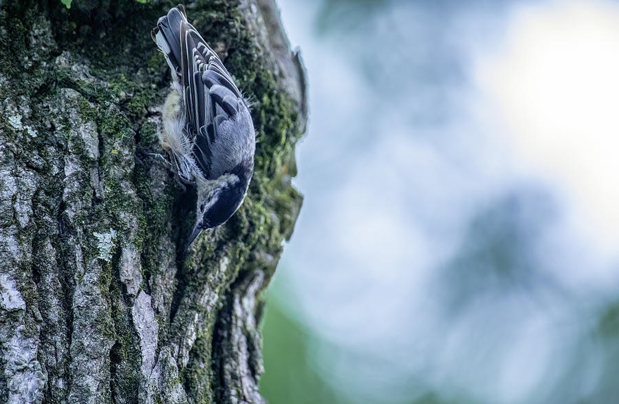 A Nuthatch  Photograph by Rachel Morrison