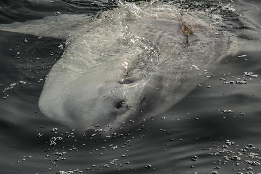 A Ocean Sunfish -  Mola mola Photograph by Amazing Action Photo Video