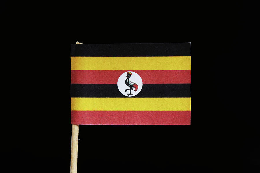 A official flag of Uganda on toothpick and on black background. Flag contain national animal and background are in red, yellow and black Photograph by Vaclav Sonnek