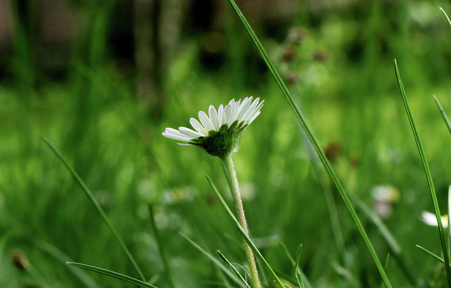 A One Daisy In The Middle Of Grassland. View Is From Down Heading Up. Springtime And Summer Come To Our Lands Photograph