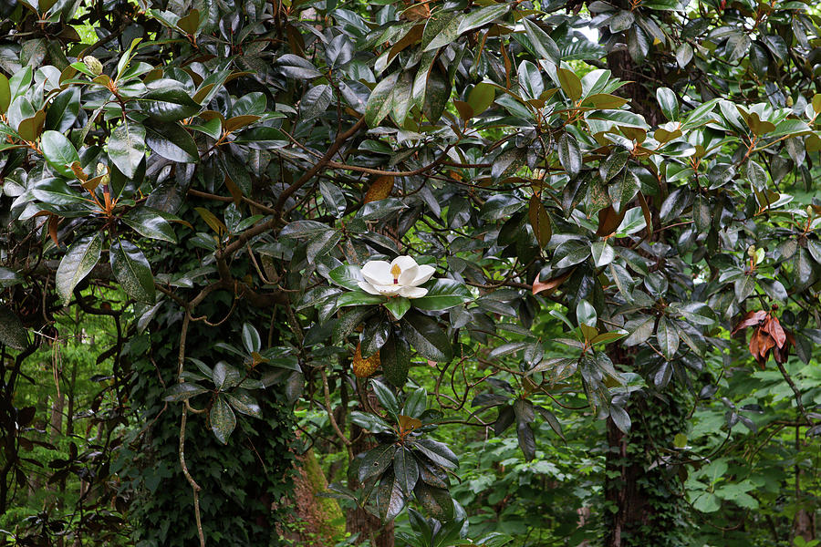 A One Magnolia Bloom Forest Photograph by Ed Williams