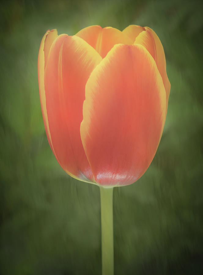 A orange tulip  Photograph by Sylvia Goldkranz