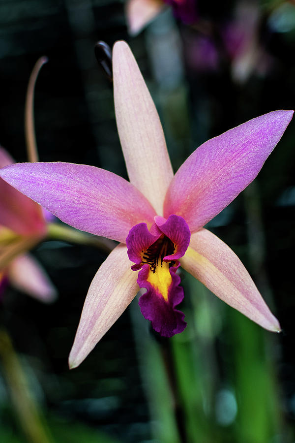 A Orchid Star Photograph by Rose Guinther