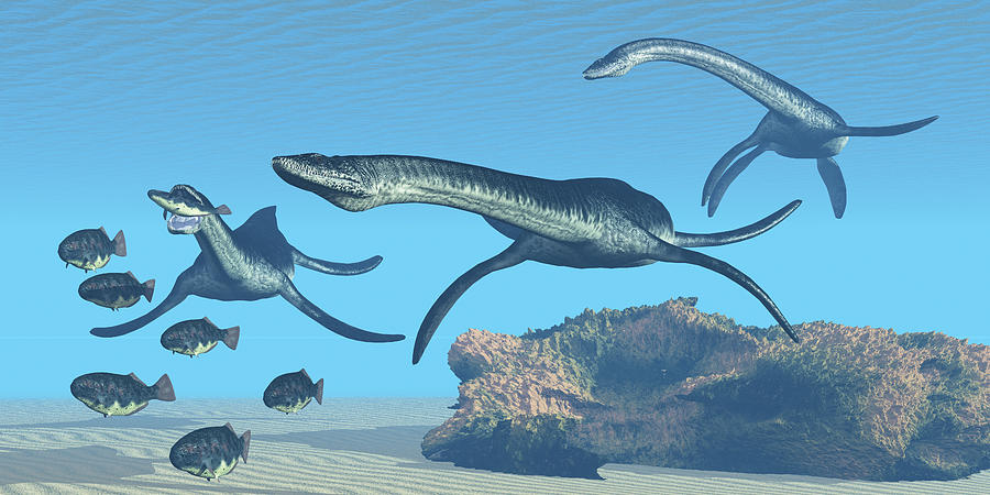 A pack of Plesiosaurus dinosaurs hunt a school of Dapedius fish in prehistoric seas. Drawing by Corey Ford/Stocktrek Images