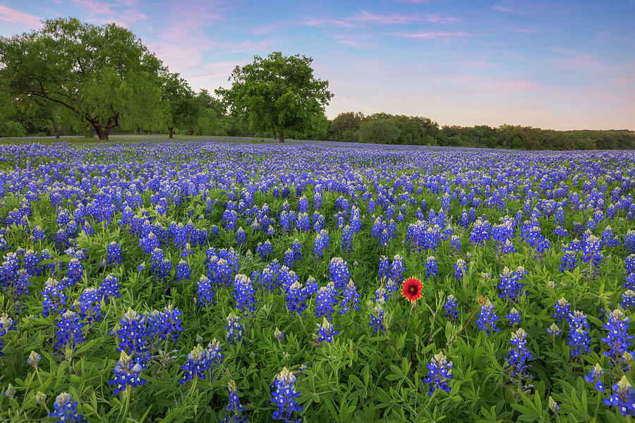 A Paintbrush in the Bluebonnets 46-1 Photograph by Rob Greebon