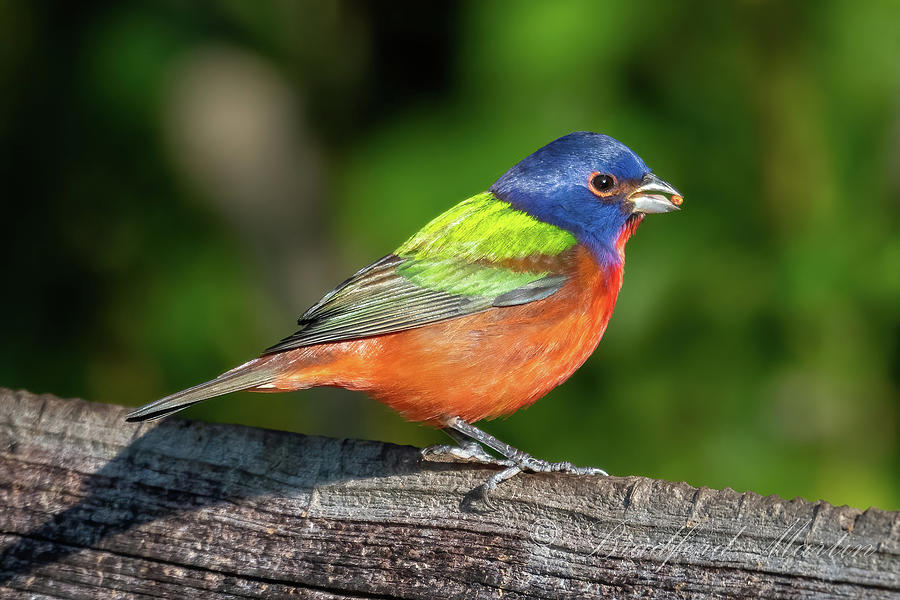 A Painted Bunting on Fence Photograph by Bradford Martin
