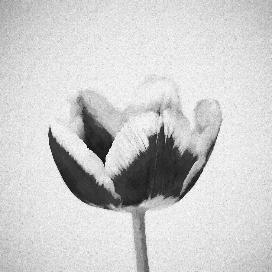 A Painterly Tulip In Black And White Mixed Media by Tanya C Smith