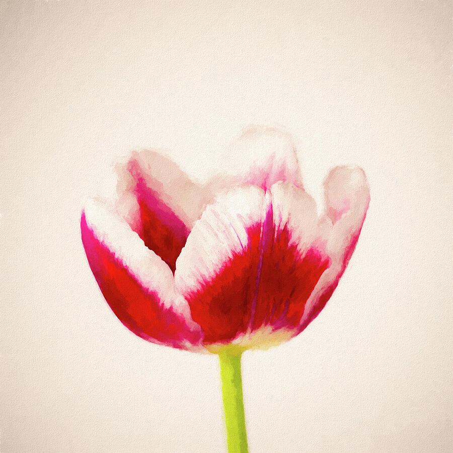 A Painterly Tulip Mixed Media by Tanya C Smith