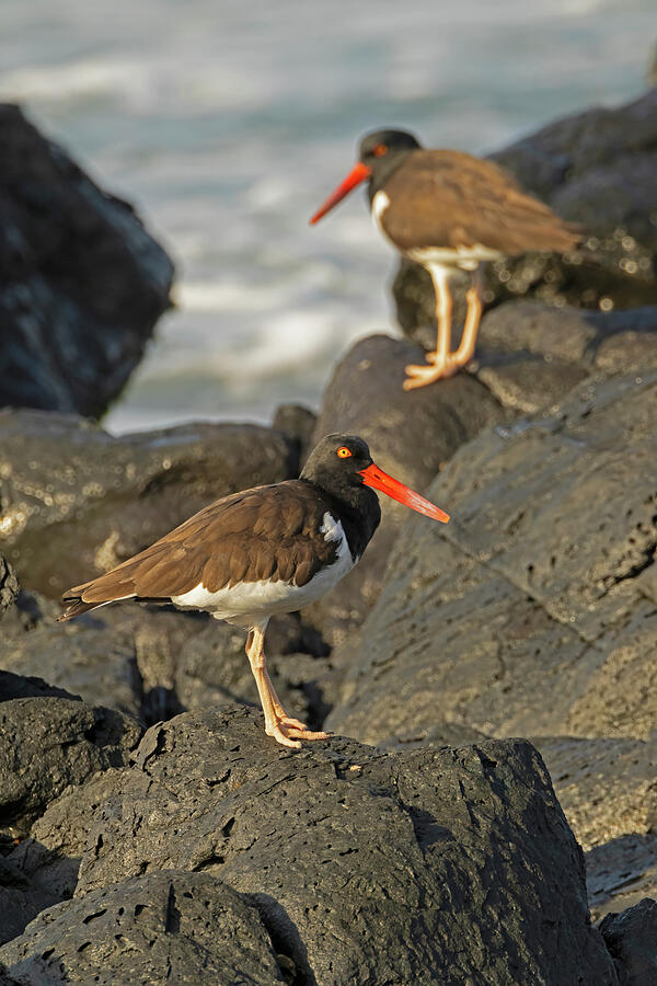 Bird Photograph - A pair of American Oystercatchers by William Mertz Photography