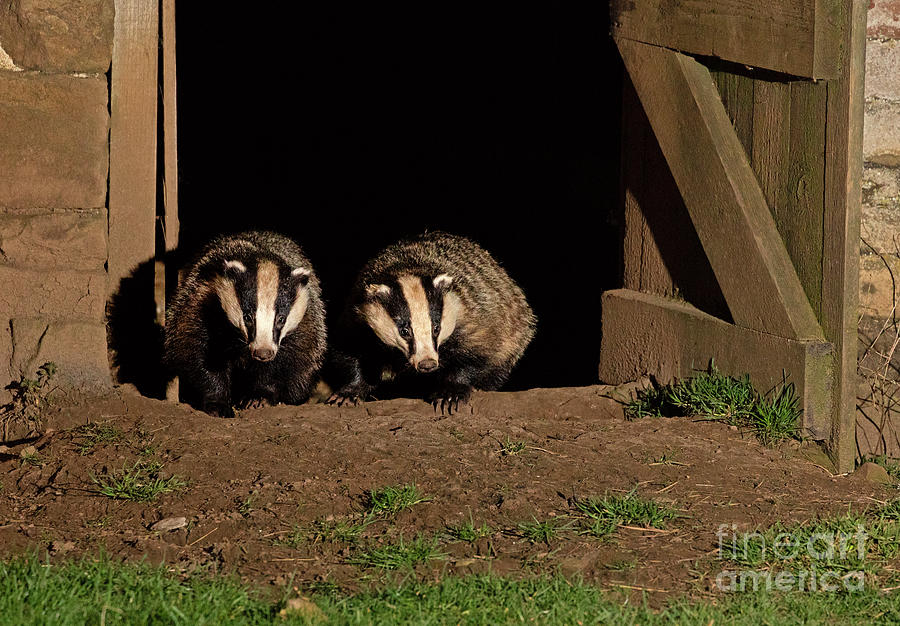A pair of badgers Photograph by Louise Heusinkveld