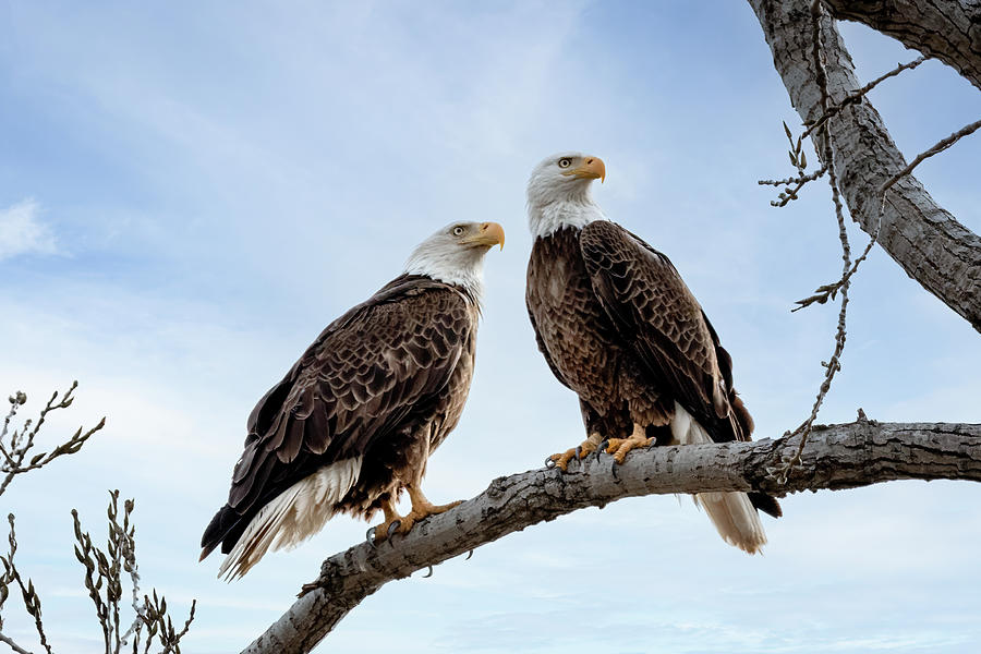 A Pair of Bald Eagles 02 Photograph by James Barber