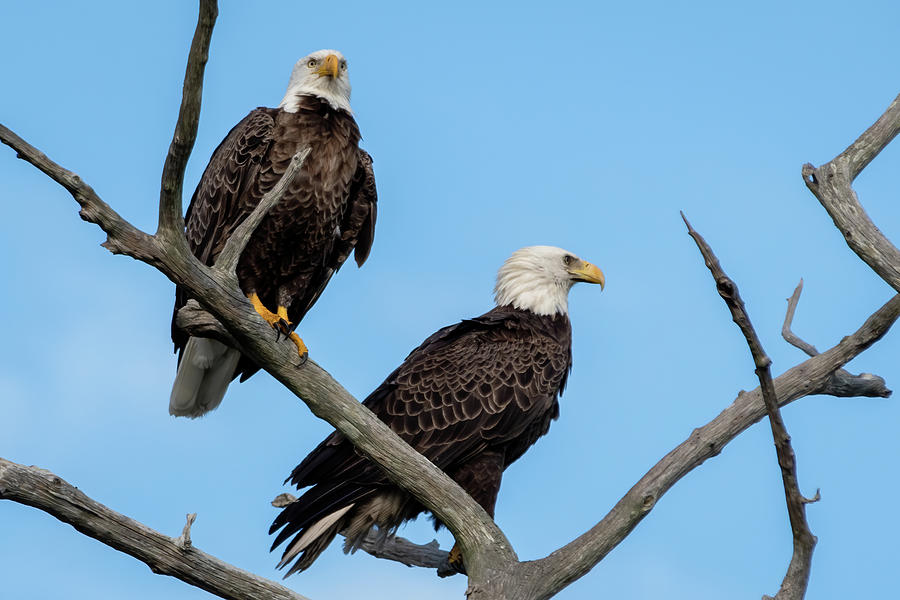 A Pair of Bald Eagles in a Snag Photograph by Bradford Martin