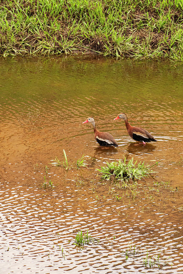 A Pair of Black Bellied Whistling Ducks Photograph by Bob Phillips