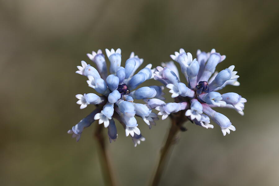 A Pair of Blue Conospermum huegelii Photograph by Michaela Perryman