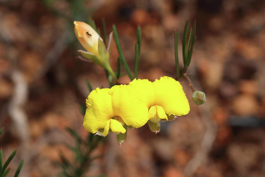 A Pair Of Bright Yellow Pea Flowers Photograph