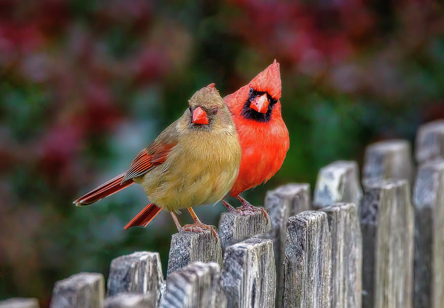 Pair of Cardinals share a special day