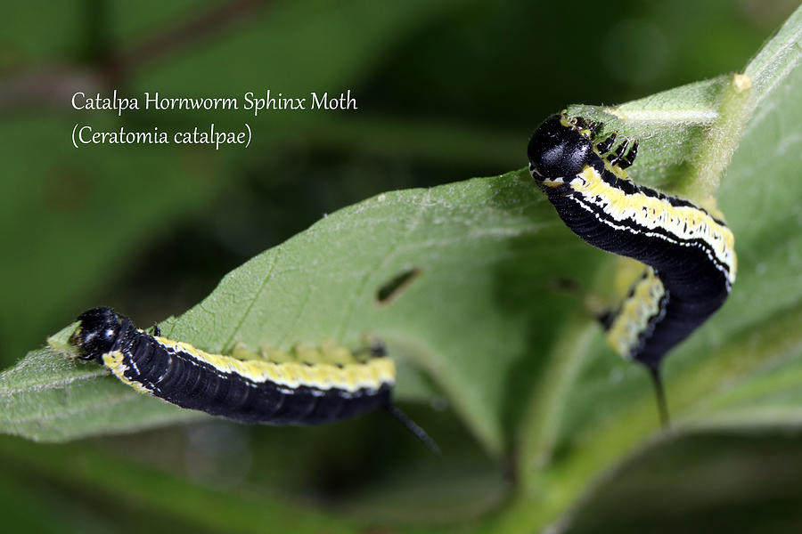 A pair of Catalpa Hornworms Photograph by Mark Berman