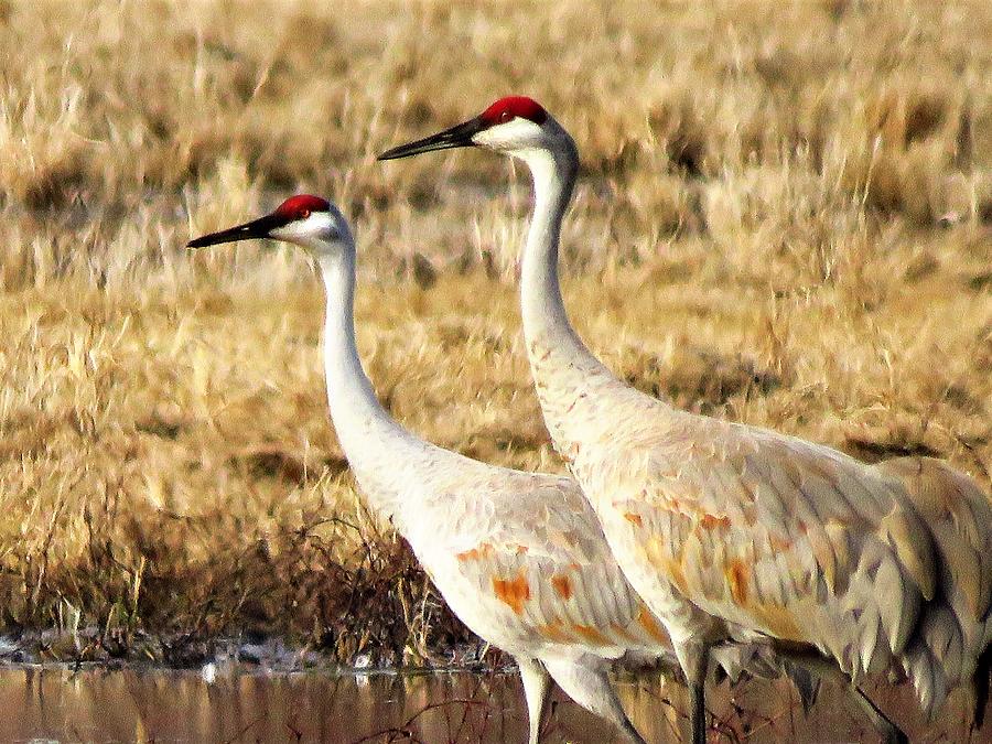 A Pair of Cranes  Photograph by Lori Frisch