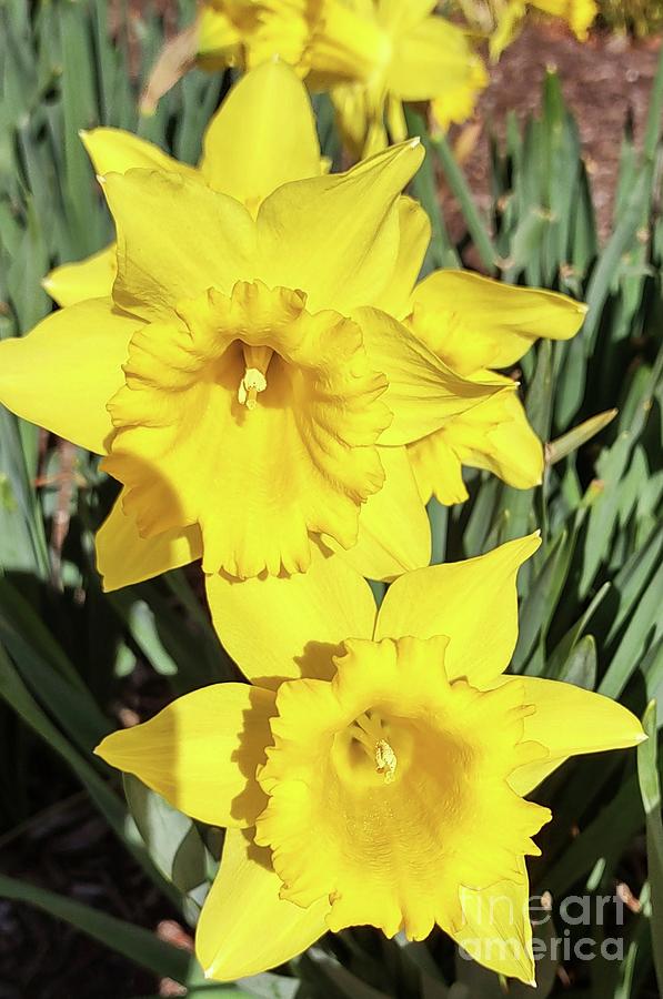 A Pair Of Daffodils 2023 Photograph by Poets Eye