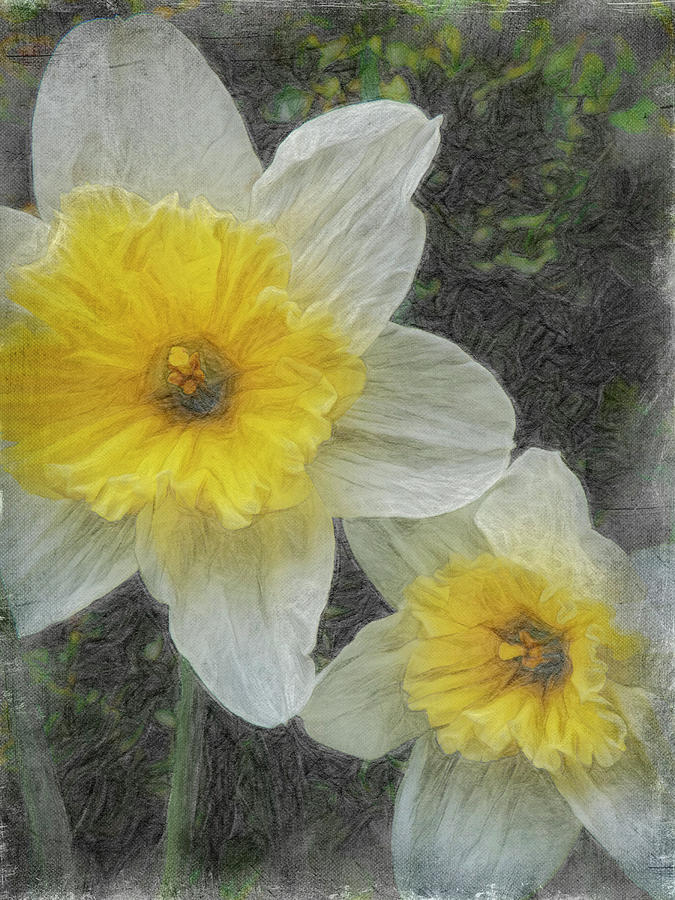 A Pair Of Daffy Dillies Photograph by Leslie Montgomery
