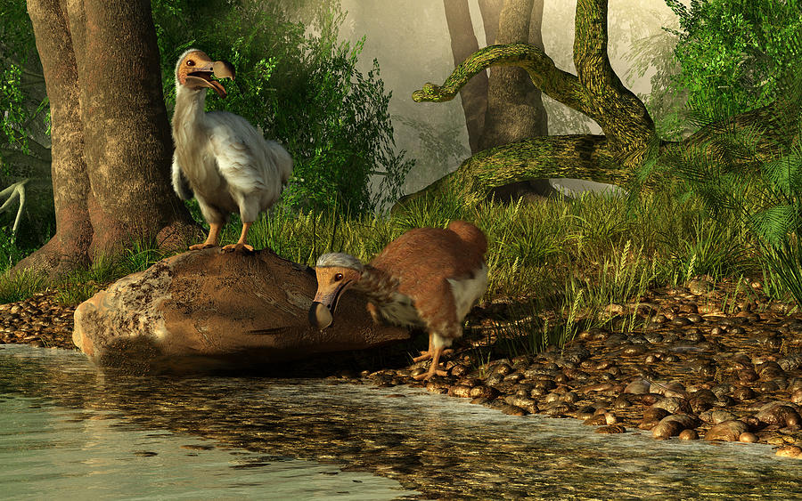 A pair of Dodo birds drinking at a river. Drawing by Daniel Eskridge/Stocktrek Images