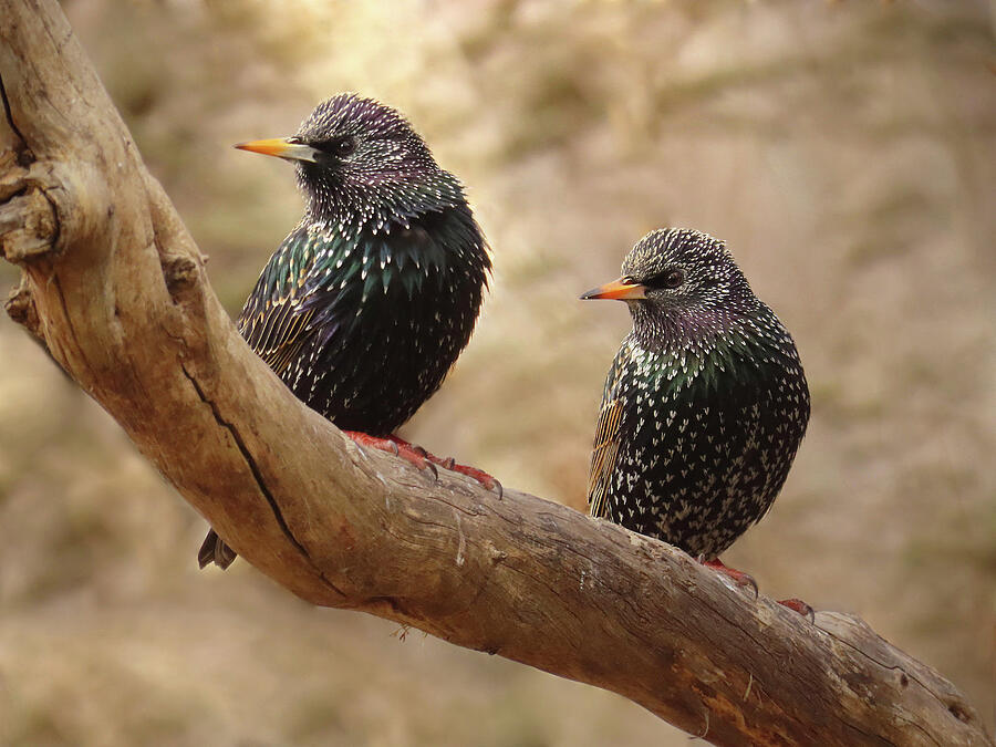Bird Photograph - A Pair Of European Starlings by Rebecca Grzenda