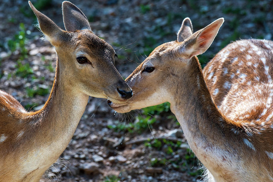 A Pair of Fallow Deer Photograph by Rose Guinther