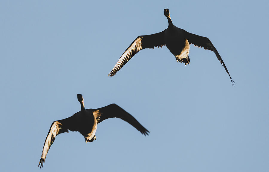 A Pair of Geese Photograph by Rachel Morrison