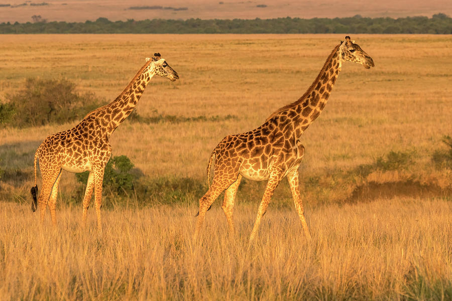 A Pair of Giraffes in Golden Morning Light Photograph by Lindley Johnson