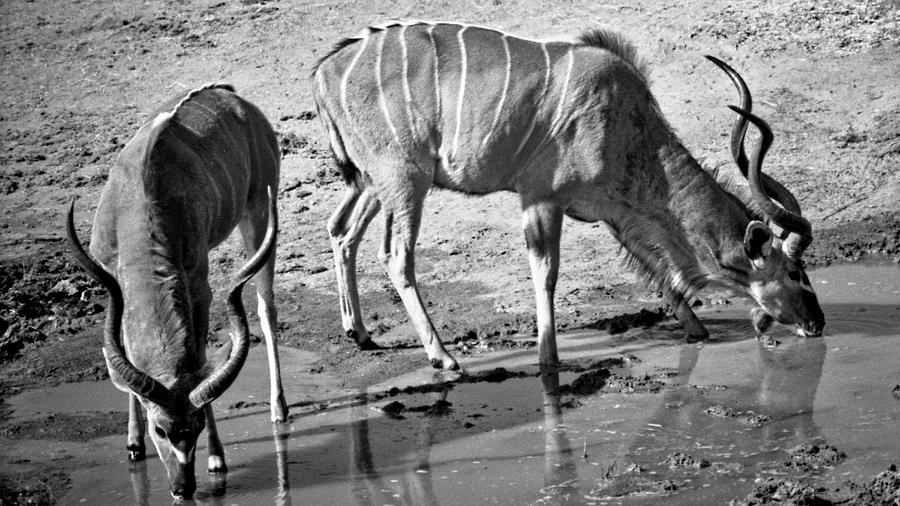 A Pair of Kudu Bulls Photograph by Jeremy Hayden