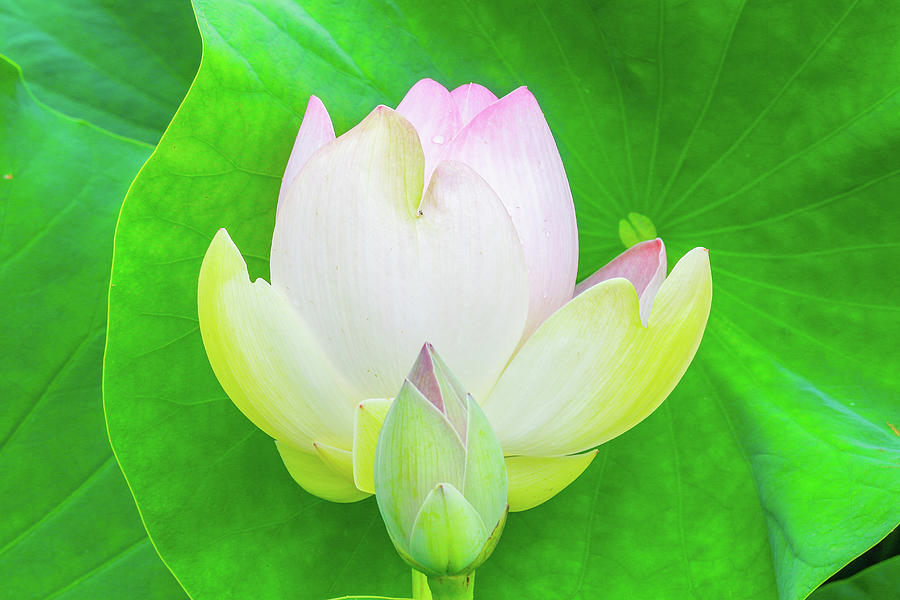 A Pair of Lilies in Front of a Lily Pad Photograph by Auden Johnson