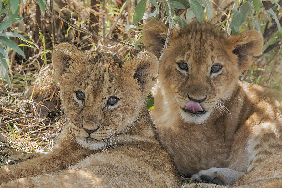 A Pair of Lion Cubs on the Masai Mara in Kenya Photograph by Lindley Johnson