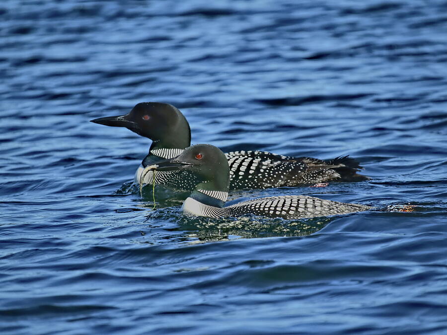 A Pair Of Loons Photograph