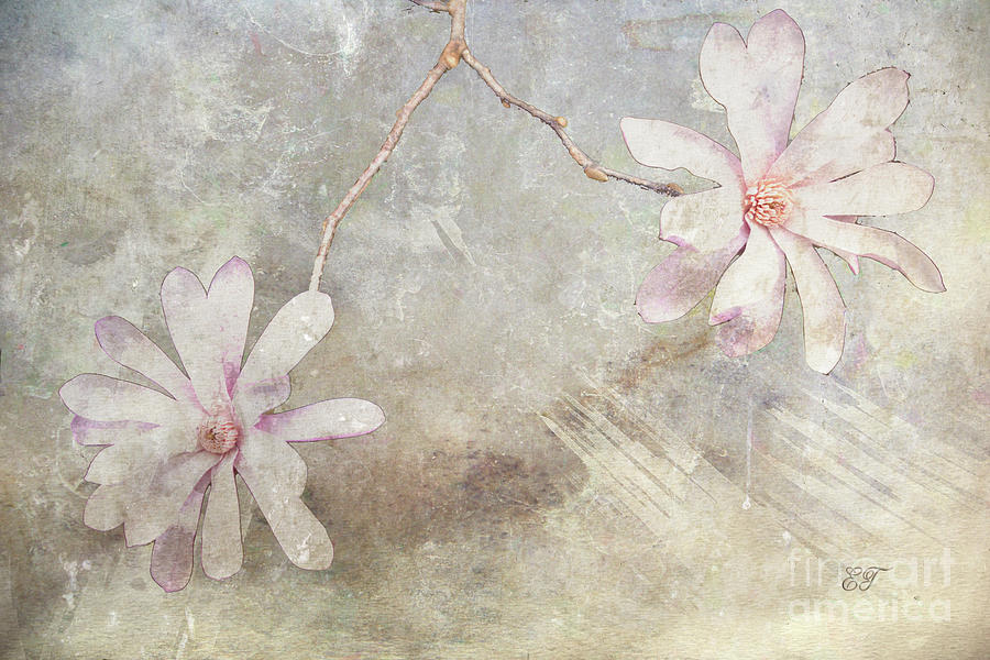 A Pair of Magnolias Photograph by Elaine Teague