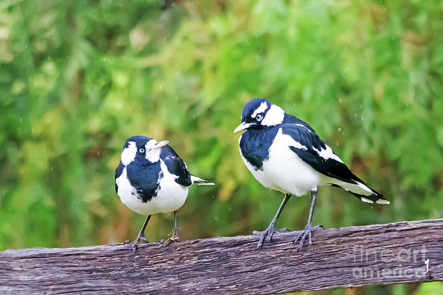 Bird Photograph - A Pair of Magpie Larks, Female on the left by Christopher Edmunds