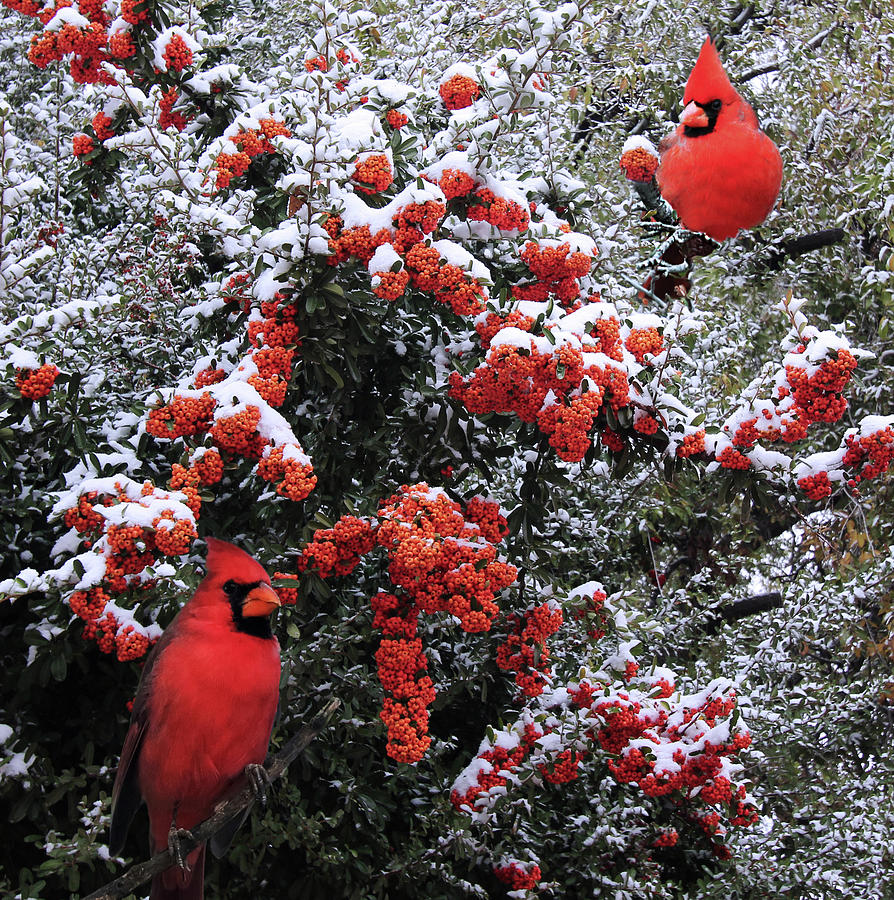 A Pair Of Male Cardinals Perched In A Snowy Pyracantha Bush Digital Art