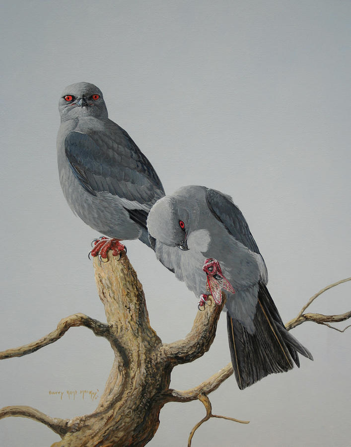 A Pair of Mississippi Kites Painting by Barry Kent MacKay
