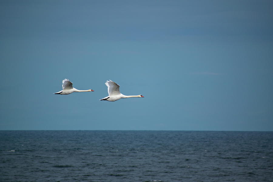 A pair of mute swans is  flying over the ocean Photograph by Ulrich Kunst And Bettina Scheidulin