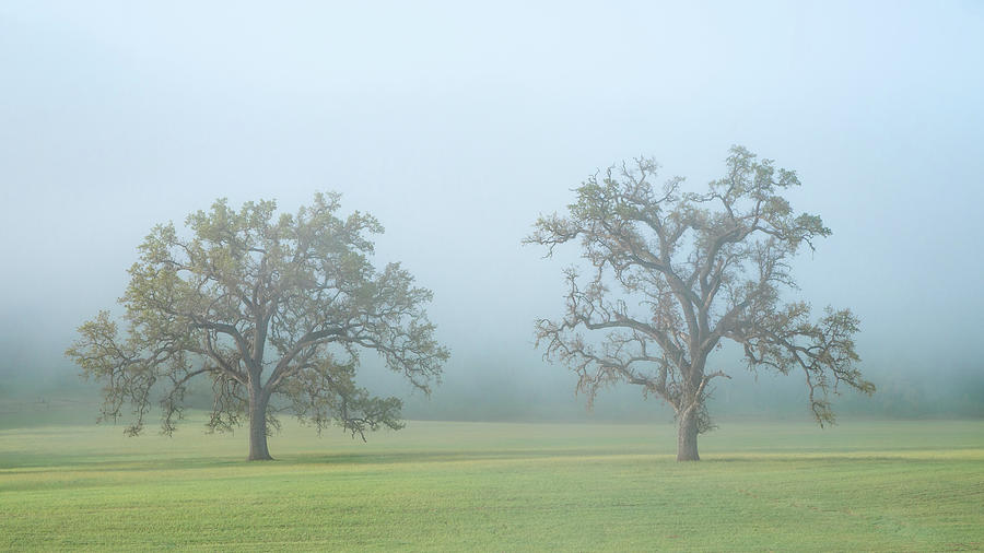 A Pair of Oaks Photograph by Joseph Smith