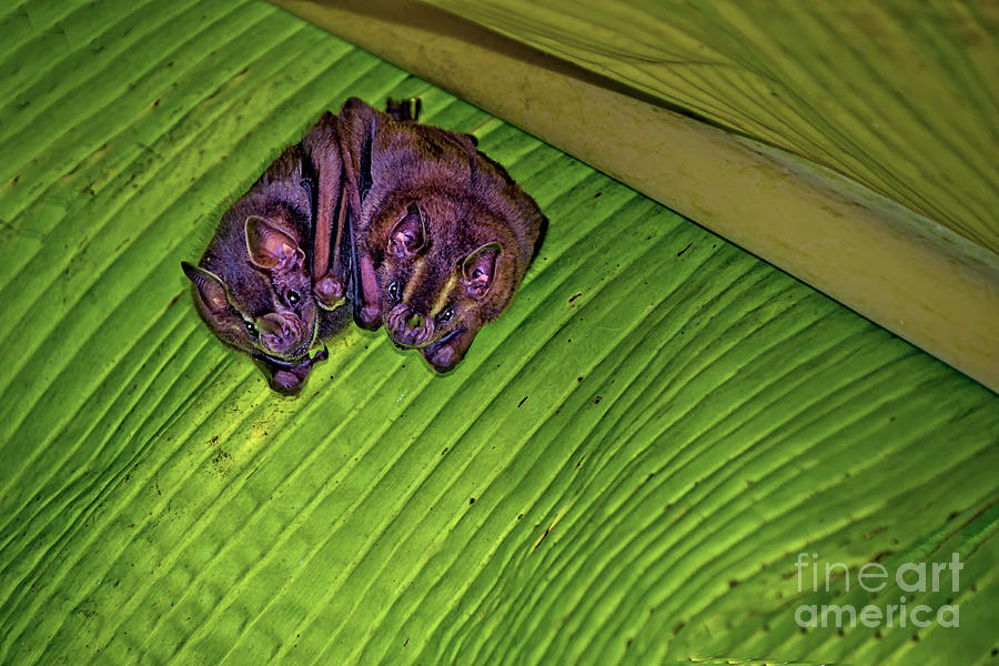 A Pair Of Pale Spear-Nosed Bats Photograph by Al Bourassa
